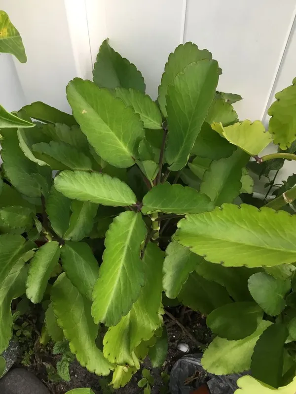 Bryophyllum_Pinnatum/Patharchatta_Plant
