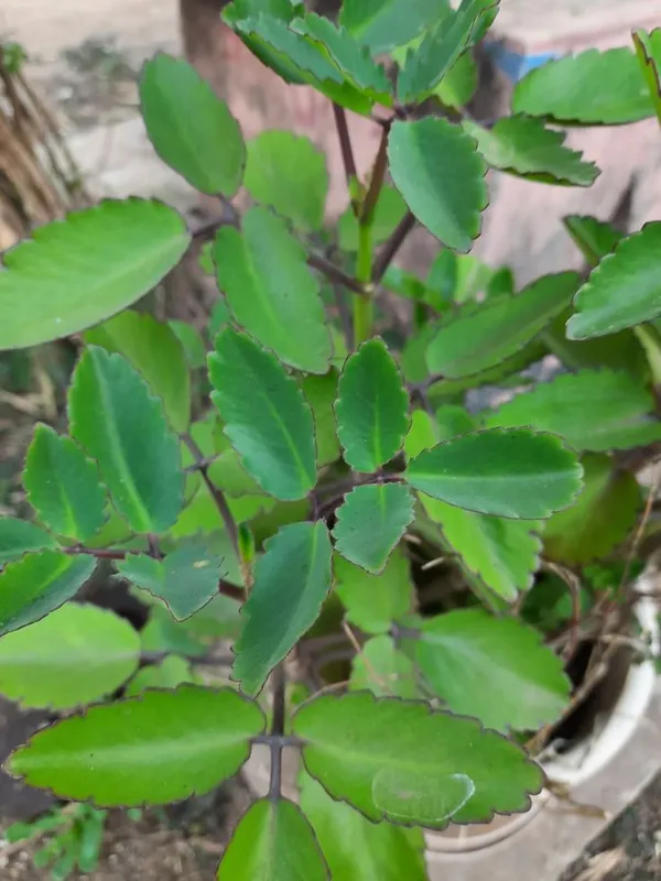 Bryophyllum_Pinnatum/Patharchatta_Plant
