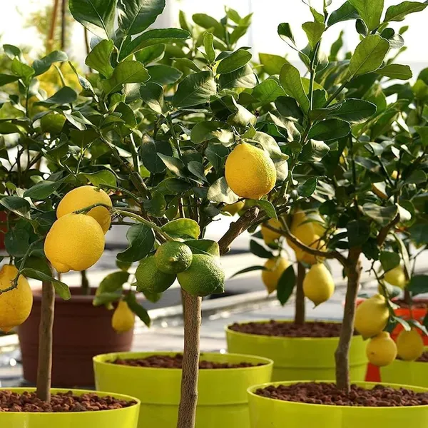 Nimbu_Seedless_All_Time_Lemon_Lemon_Nimbu_Layering/Grafted_Fruit_Plant_(1-2_Feet_Height)