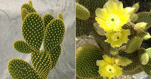 Bunny_ear_yellow_cactus