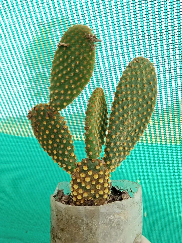Bunny_ear_yellow_cactus