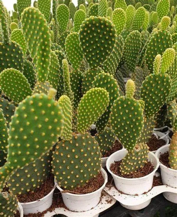 Bunny_ear_yellow_cactus