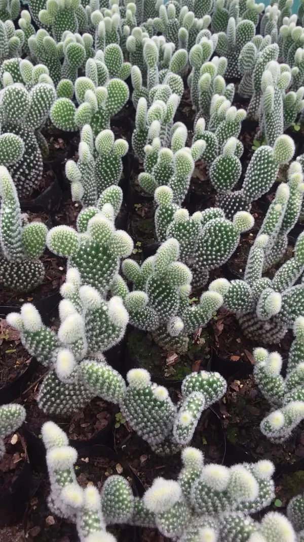 Bunny_ears_white_cactus