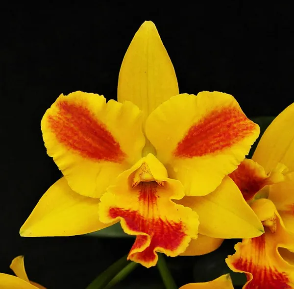 cattleya_Burana_Beauty