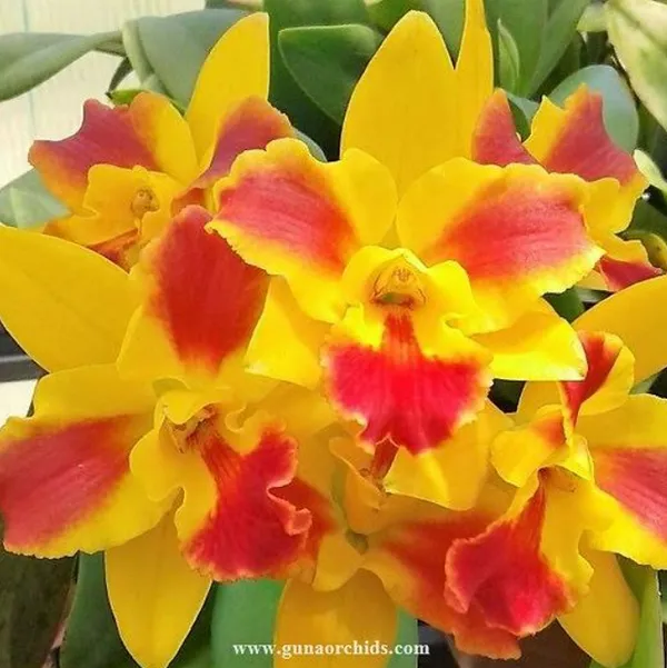 cattleya_Burana_Beauty