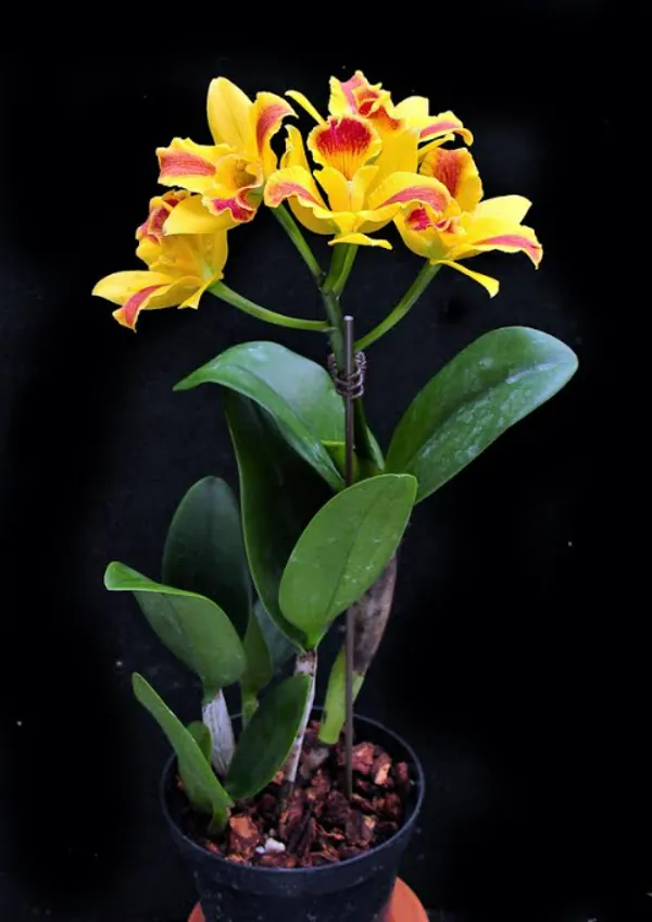 cattleya_Burana_Beauty