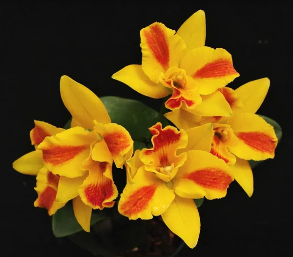 cattleya_Burana_Beauty