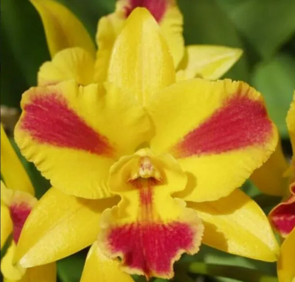 cattleya_Burana_Beauty
