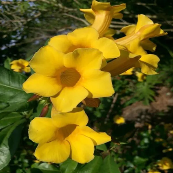 Bush_Allamanda_Flower_Plant