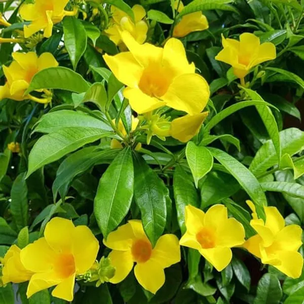 Bush_Allamanda_Flower_Plant