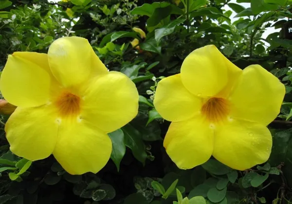 Bush_Allamanda_?_Flowering_Shrubs_Plant_(_Hybrid,_Pack_Of_1_)