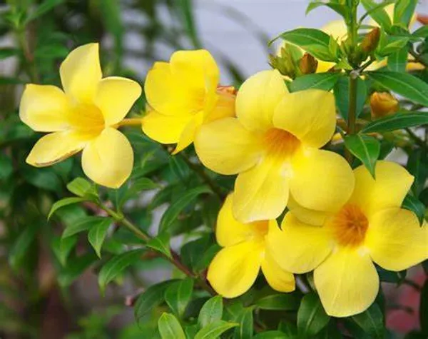 Bush_Allamanda_?_Flowering_Shrubs_Plant_(_Hybrid,_Pack_Of_1_)