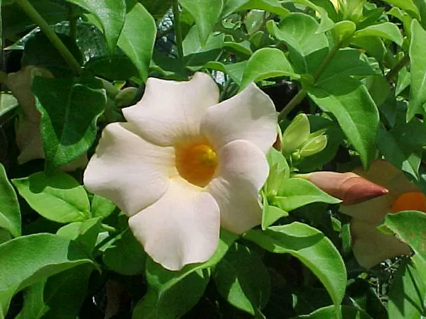 Bush_Gray_Allamanda_?_Flowering_Shrubs_(_Pack_Of_1_)