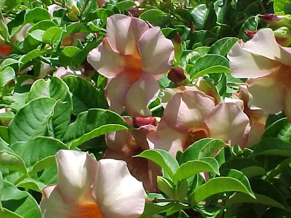 Bush_Gray_Allamanda_?_Flowering_Shrubs_(_Pack_Of_1_)