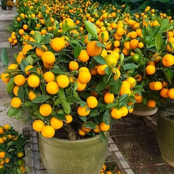 Hybrid_Malta_Orange_Plant_Lemon_Plant