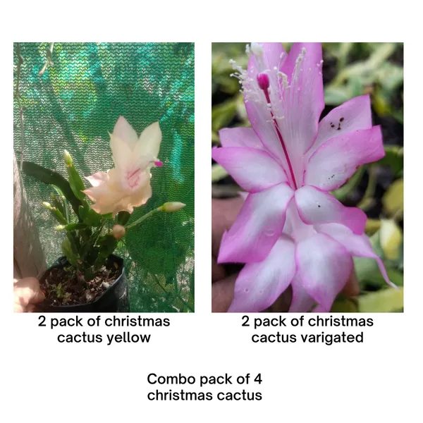 christmas_cactus_yellow__and_varigated_2_varietys_combo