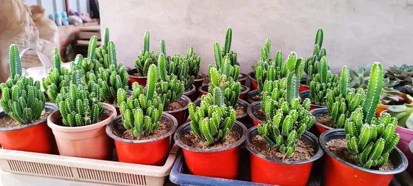Cactus_Plant_(Hybrid,_Pack_Of_1)