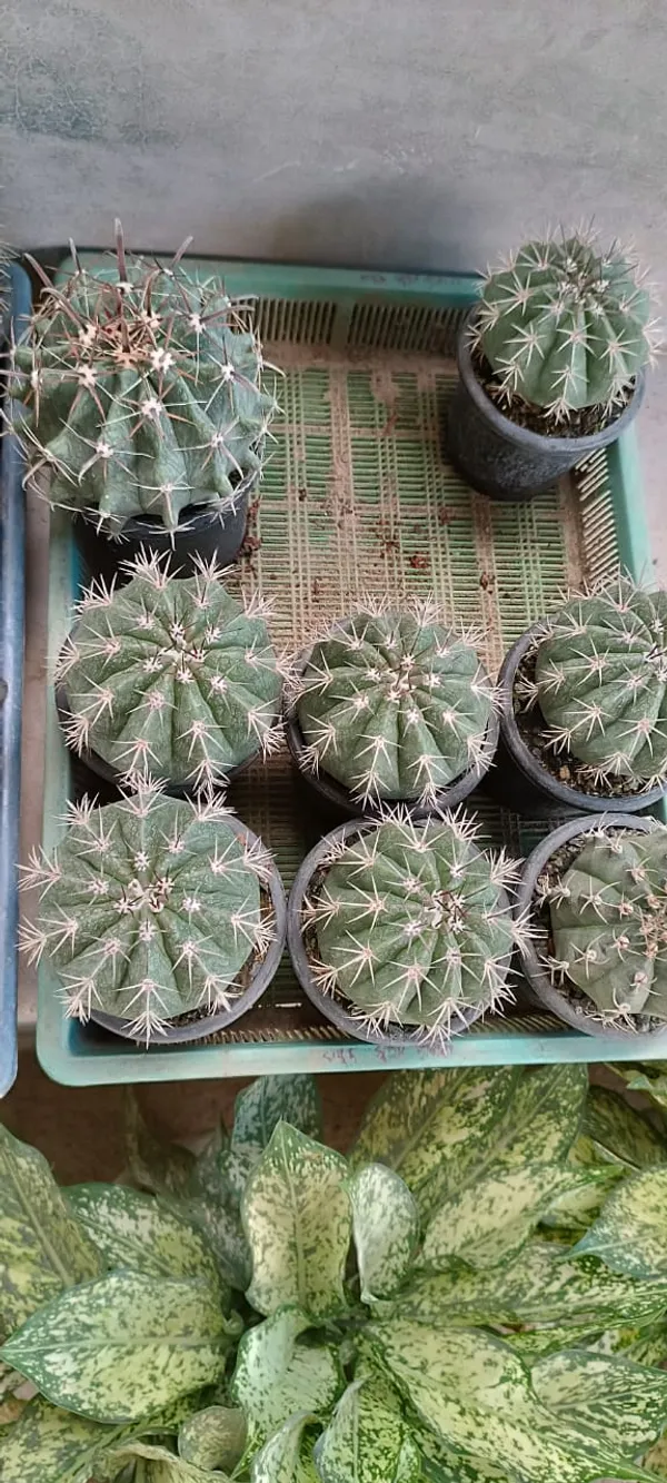 Cactus_Plant_(Pack_Of_1)