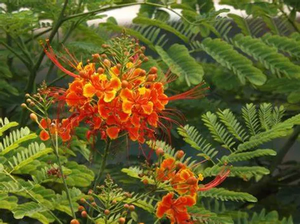 Caesalpinia_/_Shankasur_Red_?_Flowering_Shrubs_Plant_(_Pack_Of_1_)