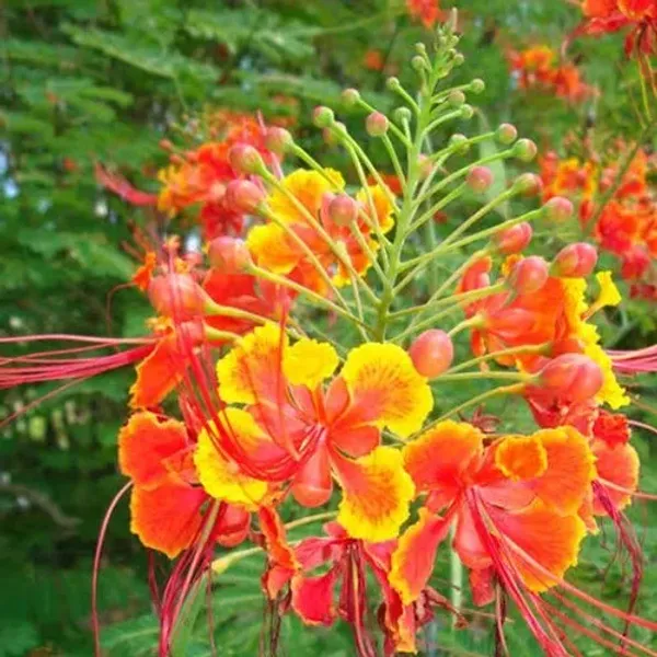 Caesalpinia_/_Shankasur_Red_?_Flowering_Shrubs_Plant_(_Pack_Of_1_)