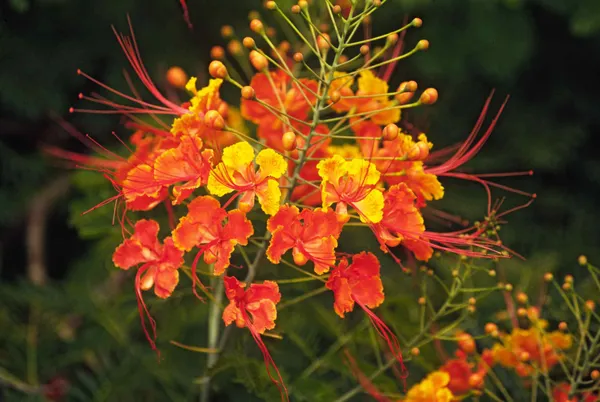 Caesalpinia_/_Shankasur_Red_?_Flowering_Shrubs_Plant_(_Pack_Of_1_)