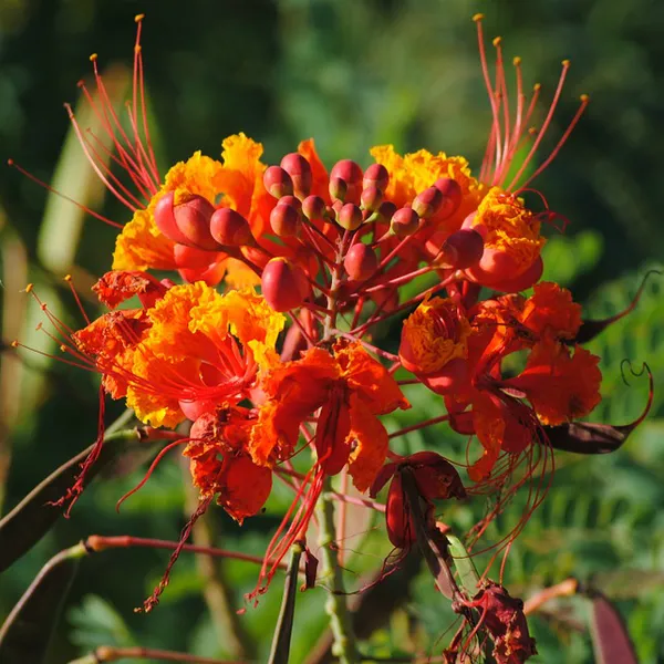 Caesalpinia_/_Shankasur_Red_?_Flowering_Shrubs_Plant_(_Pack_Of_1_)