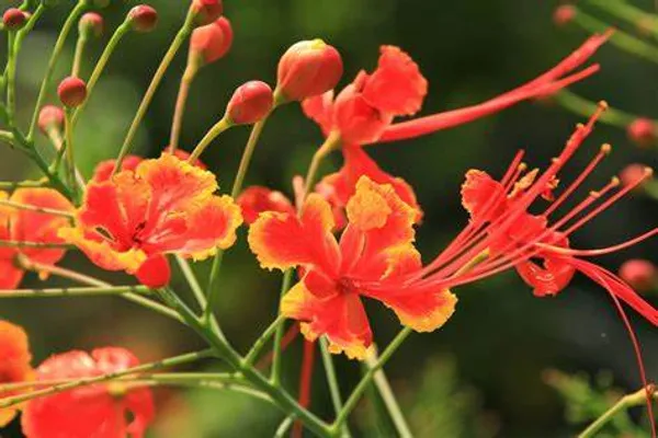 Caesalpinia_/_Shankasur_Red_?_Flowering_Shrubs_Plant_(_Pack_Of_1_)