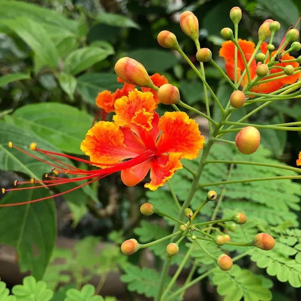 Caesalpinia_/_Shankasur_Red_?_Flowering_Shrubs_Plant_(_Pack_Of_1_)