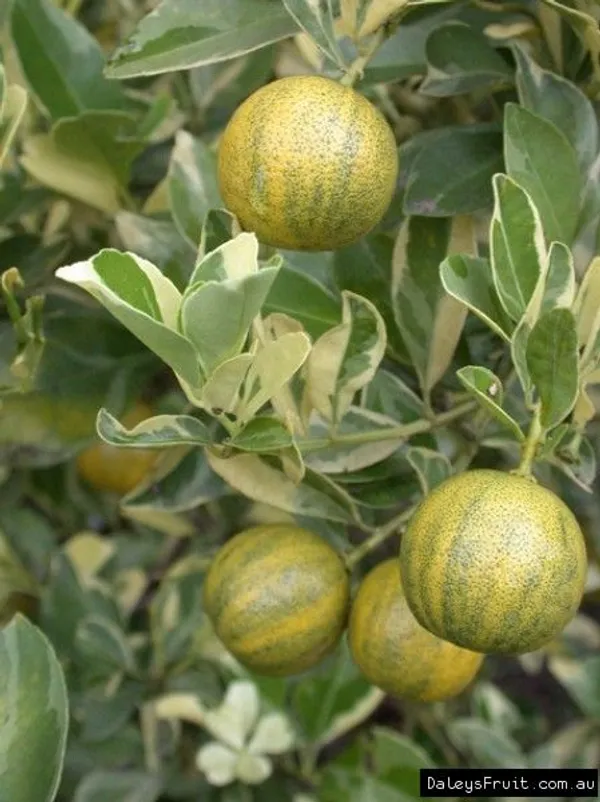 Calamondin_Variegated_Lemon_Plant