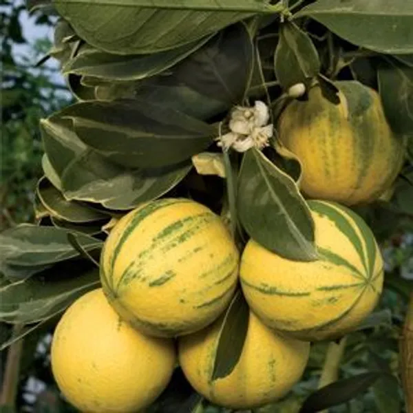 Calamondin_Variegated_Lemon_Plant