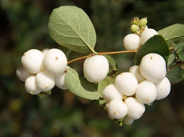 California_Catseye_Berry_Fruit_Plant_(Hybrid,_Pack_Of_1)