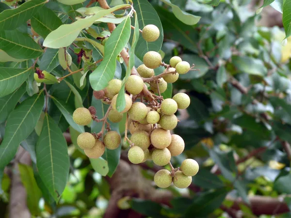 California_Catseye_Berry_Fruit_Plant_(Hybrid,_Pack_Of_1)