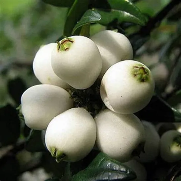 California_Catseye_Berry_Fruit_Plant_(Hybrid,_Pack_Of_1)