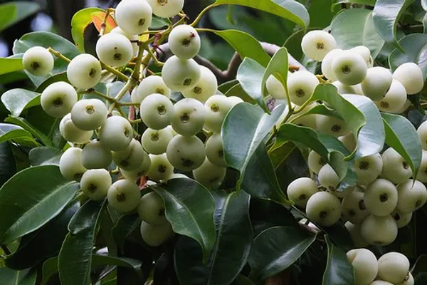 California_Catseye_Berry_Fruit_Plant_(Hybrid,_Pack_Of_1)