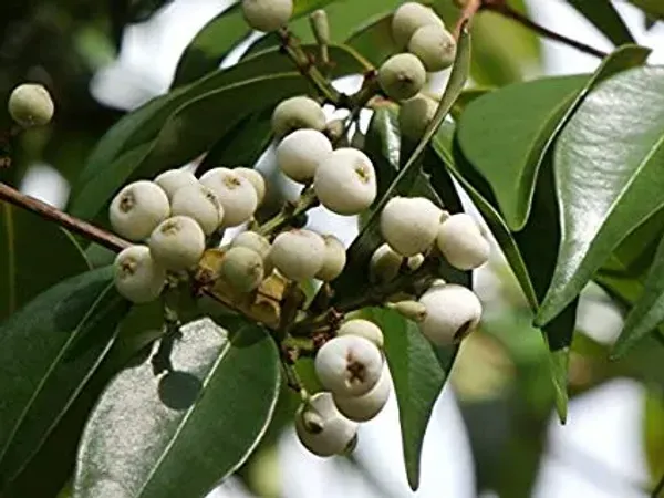 California_Catseye_Berry_Fruit_Plant_(Hybrid,_Pack_Of_1)