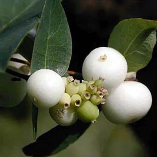 California_Catseye_Berry_Fruit_Plant_(Hybrid,_Pack_Of_1)