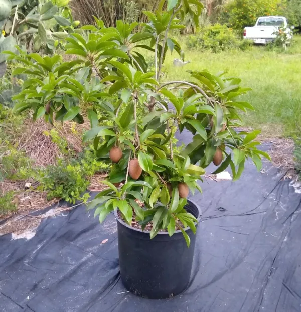 California_Hybrid_Chikoo/Chiku/Sapota_Fruit_Plant_(Grafted,_Pack_Of_1)