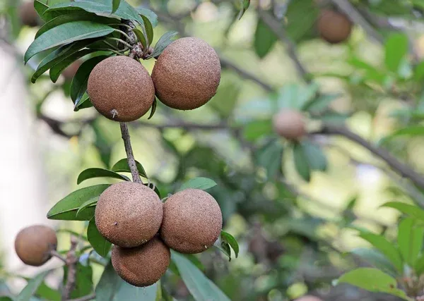 California_Hybrid_Chikoo/Chiku/Sapota_Fruit_Plant_(Grafted,_Pack_Of_1)