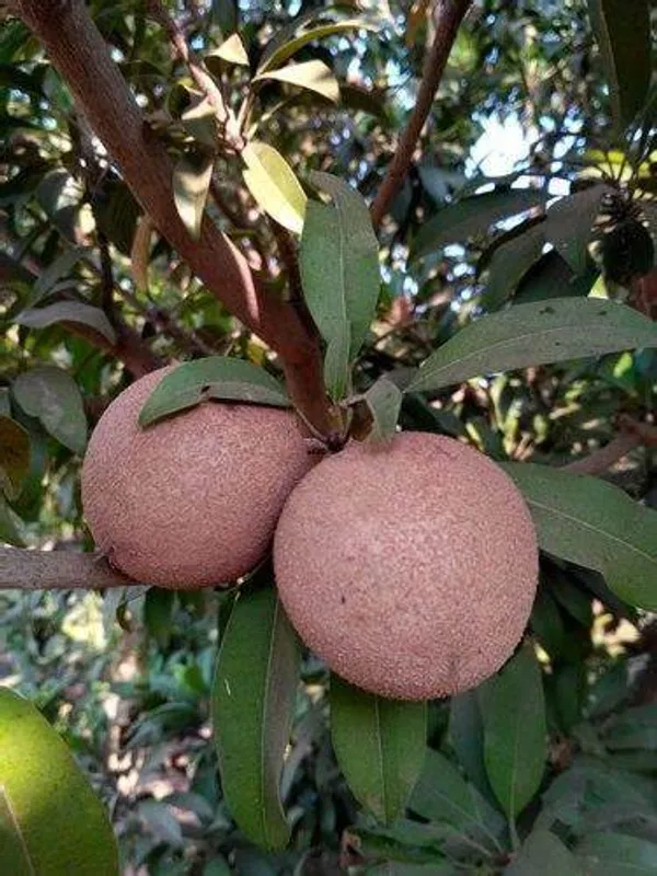 California_Hybrid_Chikoo/Chiku/Sapota_Fruit_Plant_(Grafted,_Pack_Of_1)
