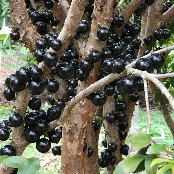 California_Hybrid_Jaboticabas_Fruit_Plant_(Grafted,_Pack_Of_1)