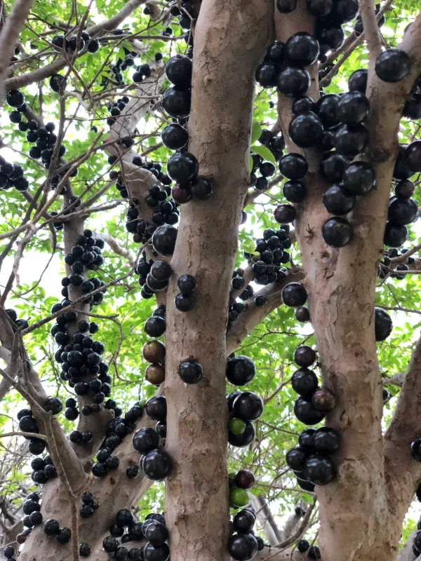 California_Hybrid_Jaboticabas_Fruit_Plant_(Grafted,_Pack_Of_1)
