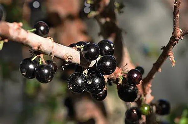 California_Hybrid_Jaboticabas_Fruit_Plant_(Grafted,_Pack_Of_1)