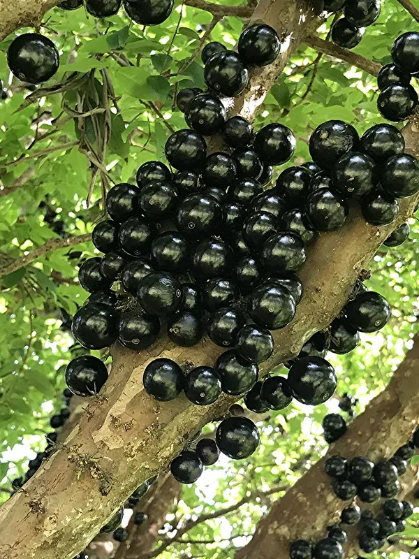 California_Hybrid_Jaboticabas_Fruit_Plant_(Grafted,_Pack_Of_1)