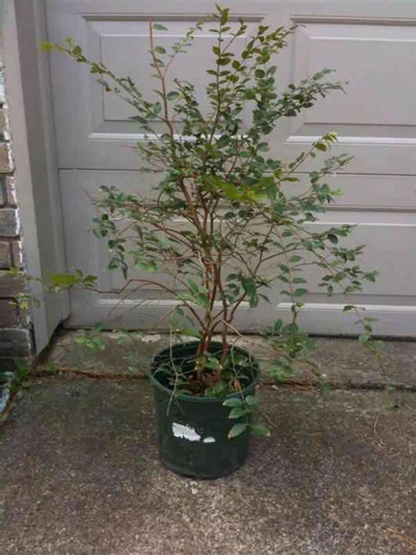 California_Hybrid_Jaboticabas_Fruit_Plant_(Grafted,_Pack_Of_1)