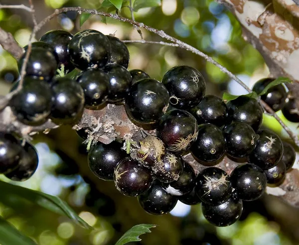 California_Hybrid_Jaboticabas_Fruit_Plant_(Grafted,_Pack_Of_1)