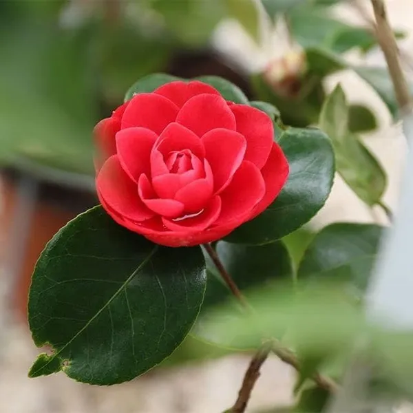 Red_Camellia_Flower_Plant