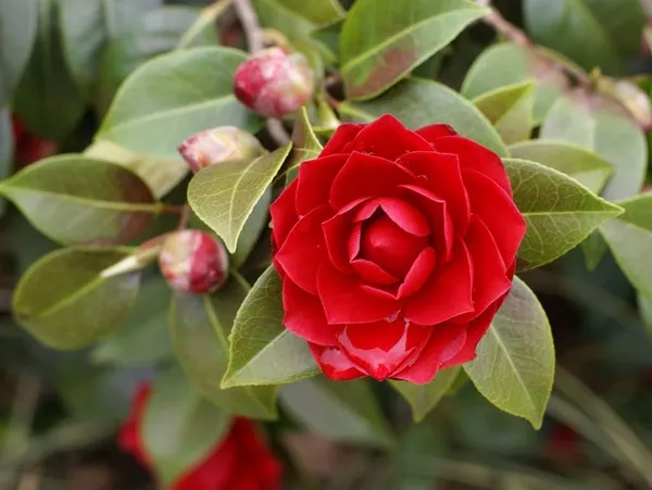 Red_Camellia_Flower_Plant