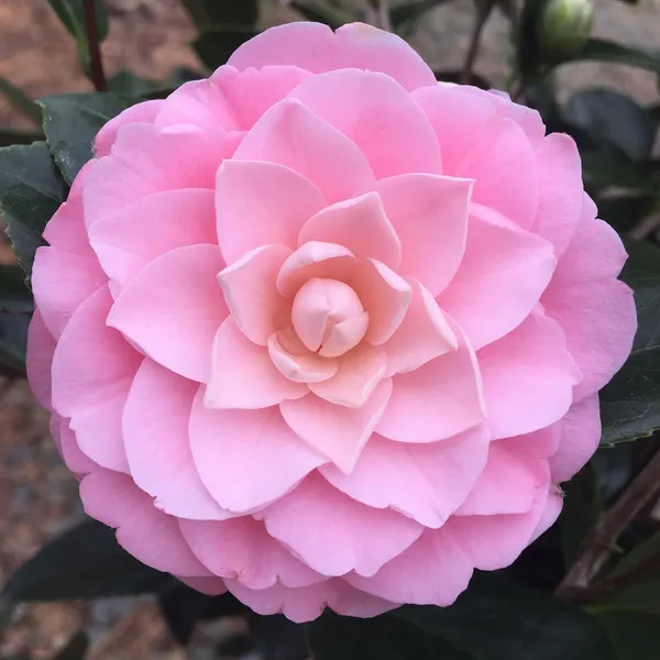 Pink_Camellia_Flower_Plant_|_Outdoors_Flower_Plant