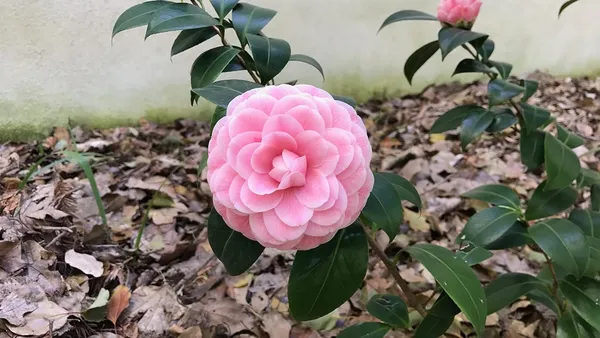 Pink_Camellia_Flower_Plant_|_Outdoors_Flower_Plant