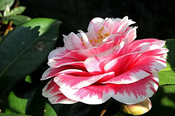 Camellia_Flower_Plant_Gardens_Outdoors_Flower_Plant_Very_Beautiful_Camellia_Japonica_Kamiliya_Flowe_Original_Variety_Flower_Plant_For_Home_Garden_Multicolour